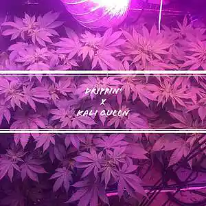 Picture for song 'Drippin' by artist 'Kali Queen'