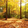 Picture for song 'Falling Leaves - Lo-Fi Background Music' by artist 'Oleg Mazur'