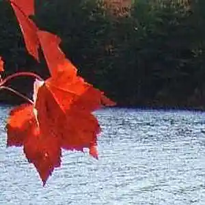 Picture for song 'Fall' by artist 'Vladimir Verpakhovski'