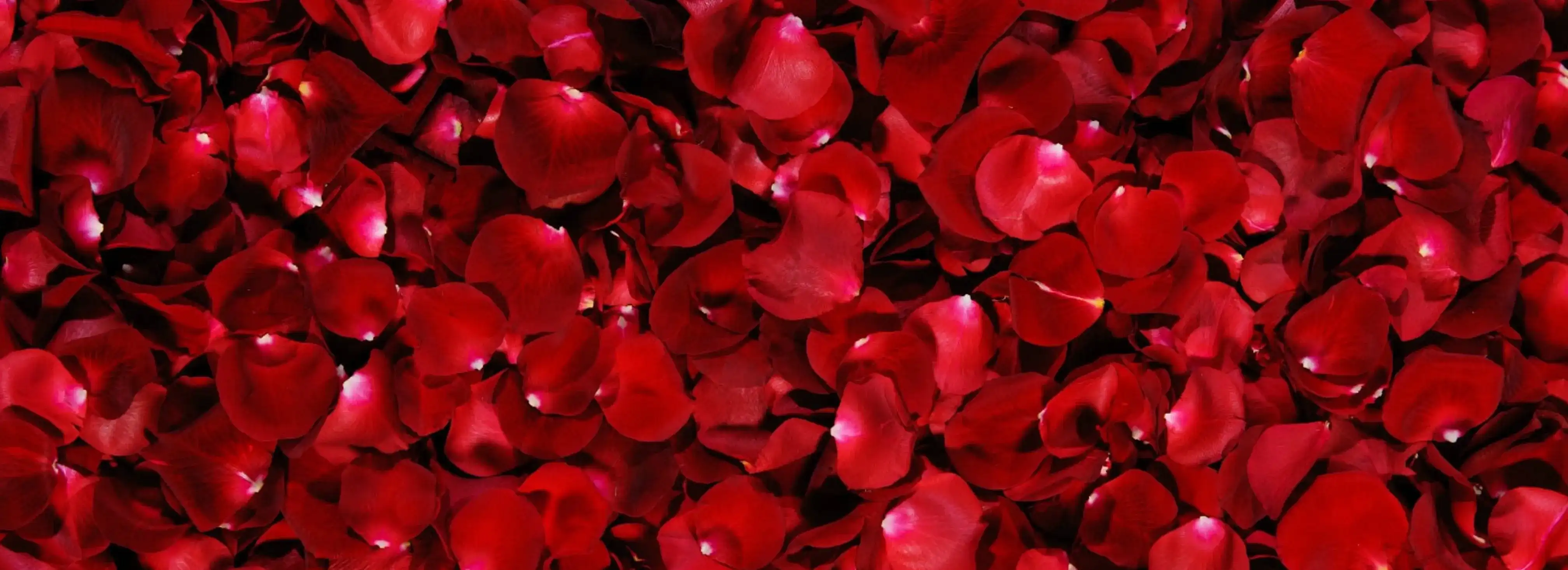 cover pic