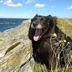 Picture for song 'EVERY DOG HAS IT'S DAY ~ FitZ Bros. 5:10 ..1993' by artist 'Bella and Music Boy'
