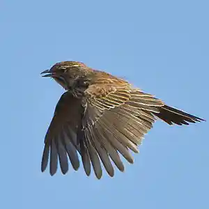 Picture for song 'The Lark' by artist 'Keith Theodosiou'