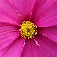 Picture for song 'Haft Banafsheh' by artist 'Jazmahalis'