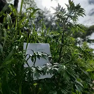 Picture for song '20240529_153606_AnCapiTalBra_Von_786scheint' by artist '786 scheint-Al'lahs Bande'