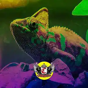 Picture for song 'CHAMELEON (Post Malone Tyla Yaweh type beat)' by artist 'Chorderline'