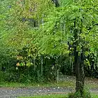 Picture for song 'Silver Rain.mp3' by artist 'Tommy Williams'