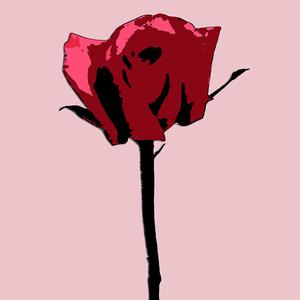 Picture for song 'Rose' by artist 'MOLODOi'