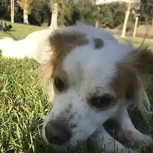 Picture for song 'The Passion HiFi - N.U.T.S' by artist 'DREAMR'