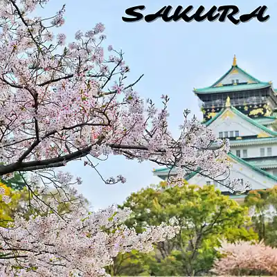 Picture for song 'Sakura (Buy 1 Get 10 Free)' by artist 'Kontraa'