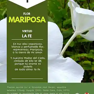 Picture for song 'Dia 1-Flor Mariposa' by artist 'Producciones Vandor'
