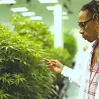 Picture for song 'Wonderful kush (Wiz Khalifa x Bones Type Beat)' by artist 'Real Action'