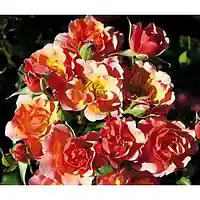 Picture for song 'Roses' by artist 'bigcatbeats'