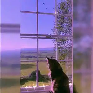 Picture for song 'PURPLE PAYS (BUY 1 GET 4 FREE)' by artist 'DreamBigRecords'