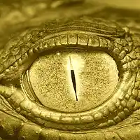 Picture for song 'CROCODILE (BUY 1 GET 1 FREE)' by artist 'Ras Al Ghul Music'