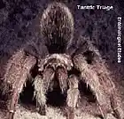 Picture for song 'Insectual Autopsy' by artist 'Tantric Triage'