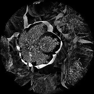 Picture for song 'HELLEBORE.' by artist 'YOTSUE'