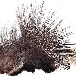 Picture for song 'The Porcupine' by artist 'Keith Theodosiou'