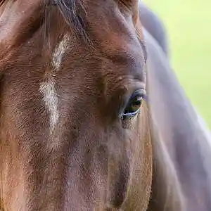 Picture for song 'Home Free (UK Version)' by artist 'Round The Globe'