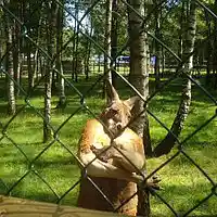 Picture for song 'breakin the lawz (hip hop instrumental)' by artist 'Gino Benz'