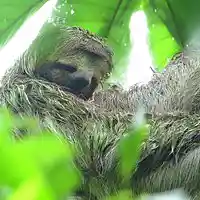 Picture for song 'Denial' by artist 'Sloth TX'