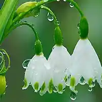 Picture for song 'Gol-e Paamchaal' by artist 'Jazmahalis'