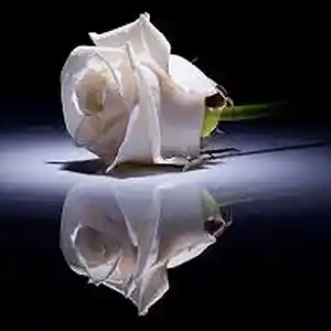 Picture for song 'G-rose' by artist 'Big Wil Da General 415'