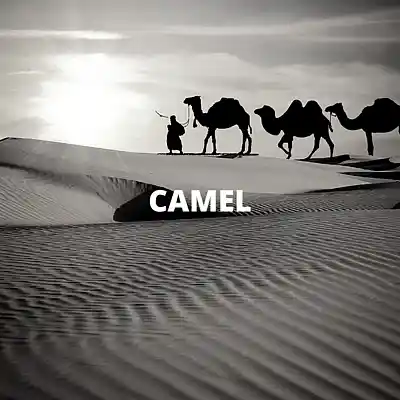 Picture for song 'Camel (Buy 1 Get 10 Free)' by artist 'Kontraa'