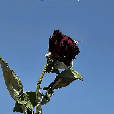 Picture for song 'Soulmates' by artist 'DroKilla87'