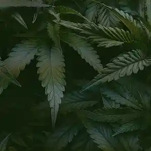 Picture for song 'Cbd (Free download)' by artist 'Last Phase Productions'