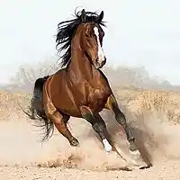 Picture for song 'The Horses are Restless' by artist 'The Footnotes'