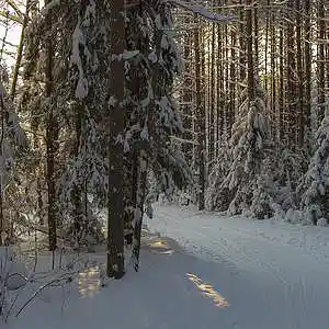 Picture for song 'Forest' by artist 'Angelvoice'