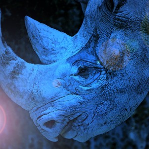 Picture for song 'Endangered 2016 Russom/Aloisa' by artist 'RICH RUSSOM'