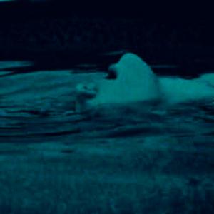 Picture for song '"Sinking" Odumodublxck Type Beat' by artist 'Tragic beatzzz'