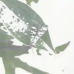 Picture for song 'Duralumin Mecoptera' by artist 'KATUSHKA'