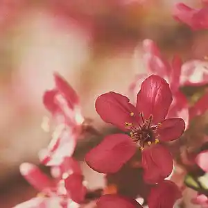 Picture for song 'Middle (House/Electronic)' by artist 'PaperlockBEATS'