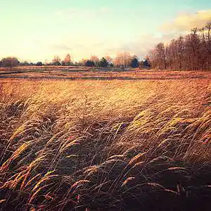 Picture for song 'Suburbia' by artist 'Specimen Eleven'