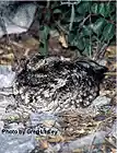 Picture for song 'Whippoorwill' by artist 'Spirits of the Heart'
