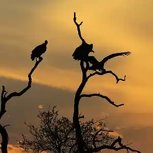 Picture for song '"VULTURES" Beat for Sale' by artist 'whoDeanyBeatz'