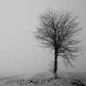 Picture for song 'right melancholy' by artist 'mikkniko'