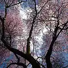 Picture for song 'Sadness in spring' by artist 'Trevor Scrivens'