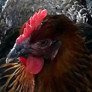 Picture for song 'chickendoodle' by artist 'dr philgoode guitaralien'
