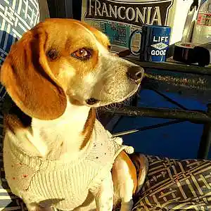 Picture for song 'Christmas On The Farm' by artist 'paul gorman and the hypnotist collectors'