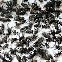 Picture for song 'HOF -bass' by artist 'The Billy Shears Experience'