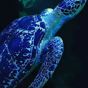 Picture for song 'Dreams of The Blue Turtle' by artist 'The Dorroughbys'