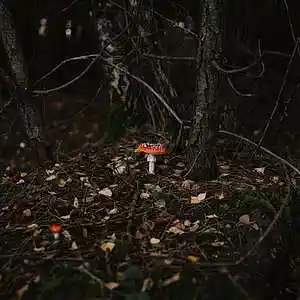 Picture for song 'Wonder Land (120bpm, B min)' by artist 'HappyFace'