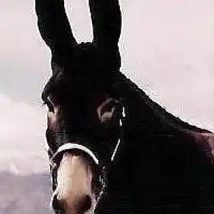 Picture for song 'Those Ears' by artist 'The Dan Canyon Band'