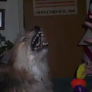 Picture for song 'Hey Bulldog' by artist 'Distorted Youth'