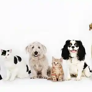 Picture for song 'Swag' by artist 'APE LITTLE BEATS'