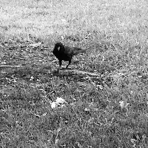 Picture for song 'Ty Fire' by artist 'AuDioChosis - Steven F. Allen - AuDio MiRage'