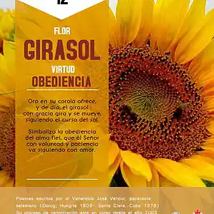 Picture for song 'Dia 12-Flor Girasol' by artist 'Producciones Vandor'